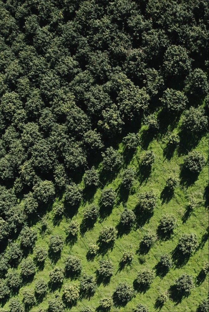 Aerial view of a lush green tree grove — natural sourcing